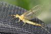 Ephemera glaucops